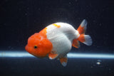 Lionchu  Red White 4.5 Inch (ID#218R12b-89) Free2Day SHIPPING