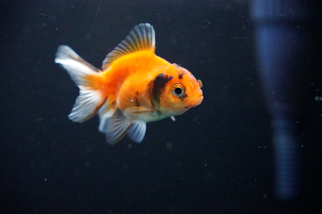 Baby Thai Oranda  Sakura 2.5 Inch (ID#1021TPTA-28) Free2Day SHIPPING