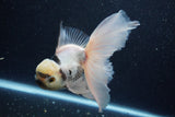 Thai Oranda  Panda 5.5 Inch (ID#1203To6b-114)