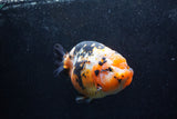 Jumbo Ranchu  Calico 5.5 Inch (ID#1217R14a-101)