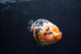 Jumbo Ranchu  Calico 5.5 Inch (ID#1217R14a-101)