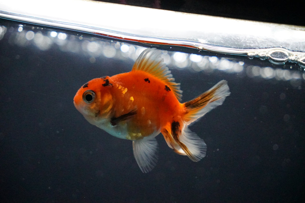Baby Thai Oranda  Sakura 2.5 Inch (ID#1021TPTA-28) Free2Day SHIPPING
