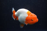 Lionchu  Red White 4.5 Inch (ID#218R12b-89) Free2Day SHIPPING
