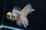 Thai Oranda  Panda 5.5 Inch (ID#1203To6b-114)