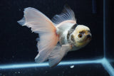 Thai Oranda  Panda 5.5 Inch (ID#1203To6b-114)