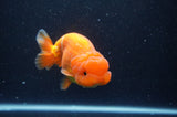 Lionchu  Red White 4 Inch (ID#304R12b-105) Free2Day SHIPPING