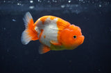 Juvenile Lionchu  Red White 3.5 Inch (ID#404R11a-12) Free2Day SHIPPING