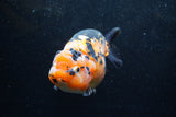 Jumbo Ranchu  Calico 5.5 Inch (ID#1217R14a-101)