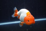 Lionchu  Red White 4.5 Inch (ID#218R12b-89) Free2Day SHIPPING