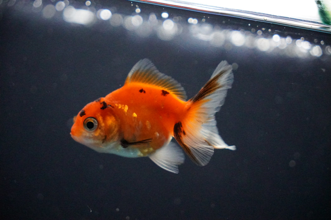 Baby Thai Oranda  Sakura 2.5 Inch (ID#1021TPTA-28) Free2Day SHIPPING