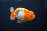 Juvenile Lionchu  Red White 3.5 Inch (ID#404R11a-12) Free2Day SHIPPING
