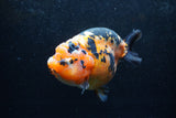 Jumbo Ranchu  Calico 5.5 Inch (ID#1217R14a-101)