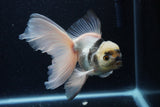 Thai Oranda  Panda 5.5 Inch (ID#1203To6b-114)