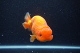 Lionchu  Red White 4 Inch (ID#304R12b-105) Free2Day SHIPPING