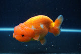 Lionchu  Red White 4 Inch (ID#304R12b-105) Free2Day SHIPPING