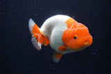 Lionchu  Red White 4.5 Inch (ID#218R12b-89) Free2Day SHIPPING