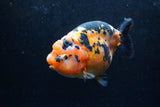 Jumbo Ranchu  Calico 5.5 Inch (ID#1217R14a-101)