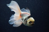 Thai Oranda  Panda 5.5 Inch (ID#1203To6b-114)