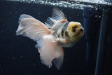 Thai Oranda  Panda 5.5 Inch (ID#1203To6b-114)