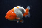 Lionchu  Red White 4.5 Inch (ID#218R12b-89) Free2Day SHIPPING