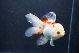 Thai Oranda  Red White 4.5 Inch (ID#1008To2b-101) Free2Day SHIPPING