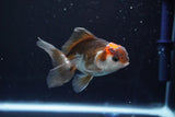 Juvenile Thai Oranda  Tricolor 3.5 Inch (ID#902To13bpt6-62) Free2Day SHIPPING