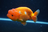 Lionchu  Red White 4 Inch (ID#304R12b-105) Free2Day SHIPPING