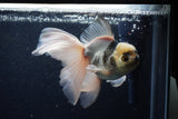 Thai Oranda  Panda 5.5 Inch (ID#1203To6b-114)