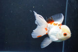 Thai Oranda  Red White 4.5 Inch (ID#1008To2b-101) Free2Day SHIPPING