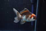 Juvenile Thai Oranda  Tricolor 3.5 Inch (ID#902To13bpt6-62) Free2Day SHIPPING