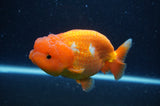 Lionchu  Red White 4 Inch (ID#304R12b-105) Free2Day SHIPPING