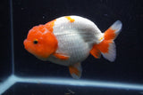Lionchu  Red White 4.5 Inch (ID#218R12b-89) Free2Day SHIPPING