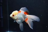 Thai Oranda  Red White 4.5 Inch (ID#1008To2b-101) Free2Day SHIPPING