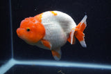 Lionchu  Red White 4.5 Inch (ID#218R12b-89) Free2Day SHIPPING