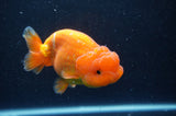 Lionchu  Red White 4 Inch (ID#304R12b-105) Free2Day SHIPPING