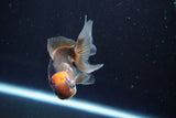 Juvenile Thai Oranda  Tricolor 3.5 Inch (ID#902To13bpt6-62) Free2Day SHIPPING