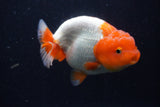 Lionchu  Red White 4.5 Inch (ID#218R12b-89) Free2Day SHIPPING