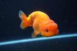 Lionchu  Red White 4 Inch (ID#304R12b-105) Free2Day SHIPPING