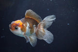 Juvenile Thai Oranda  Tricolor 3.5 Inch (ID#902To13bpt6-62) Free2Day SHIPPING