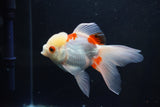 Thai Oranda  Red White 4.5 Inch (ID#1008To2b-101) Free2Day SHIPPING