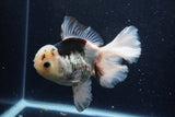 Thai Oranda  Panda 6 Inch (ID#1203To6b-115)