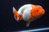 Lionchu  Red White 4.5 Inch (ID#218R12b-89) Free2Day SHIPPING