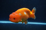 Lionchu  Red White 4 Inch (ID#304R12b-105) Free2Day SHIPPING
