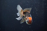 Juvenile Thai Oranda  Tricolor 3.5 Inch (ID#902To13bpt6-62) Free2Day SHIPPING