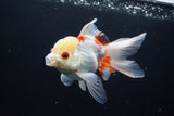 Thai Oranda  Red White 4.5 Inch (ID#1008To2b-101) Free2Day SHIPPING