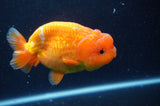 Lionchu  Red White 4 Inch (ID#304R12b-105) Free2Day SHIPPING