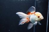 Thai Oranda  Red White 4.5 Inch (ID#1008To2b-101) Free2Day SHIPPING