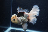 Thai Oranda  Panda 6 Inch (ID#1203To6b-115)