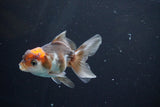 Juvenile Thai Oranda  Tricolor 3.5 Inch (ID#902To13bpt6-62) Free2Day SHIPPING