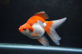 Ryukin Long Tail Red White 5 Inch (ID#1213Ry7b-1) Free2Day SHIPPING